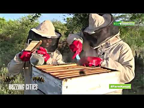 Buzzing Cities: How Urban Beekeepers Are Saving Bees in Africa