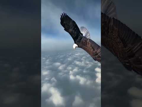 an eagle flies and screams loudly, king of the sky, amazing sound #naturalbeauty #shortsvideo
