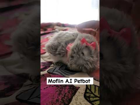 Moflin A.I Robot Pet. She&#039;s ALIVE!!! #robotpet #Moflin #gunieapig #allergyfreepet