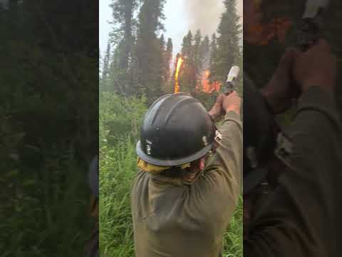 Firefighter uses flare gun to ignite fuels in a successful defensive burning operation.